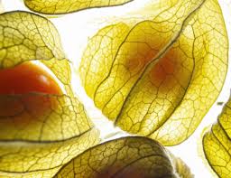 Image result for Physalis angulata