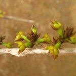 Image result for Polystachya steudneri