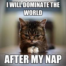 21 Animals Who Really Need Their Nap Right Now Memes Funny Cat Pictures Funny Animals Funny Cats