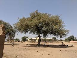 Image result for Faidherbia