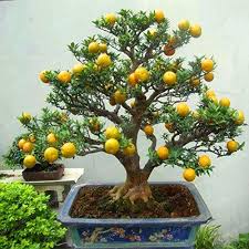 Bonsai apple tree's are among one of the most popular types of fruit bearing bonsai trees. Mapplegreen Mandarin Orange Bonsai Edible Fruit Bonsai Tree Citrus Bonsai Bonsai Healthy Food Home Garden Easy To Grow 30 Pcs Buy Online In Lithuania At Lithuania Desertcart Com Productid 122838697