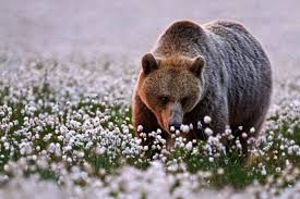 Buryj Medved Ursus Arctos Vidy Foto Interesnye Fakty