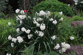 Some flowering plants don't even have stems and leaves all the time. Narcissus Erlicheer