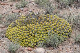 Image result for Ceropegia namuliensis