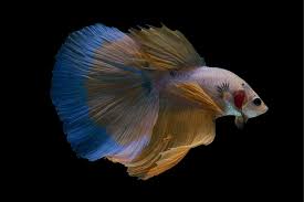 The crown tail betta (abbreviated to ct) is perhaps one of the easiest tail types to recognize as the reduced webbing and very extended rays give them a highly distinctive spiky appearance. Top 13 Beautiful Types Of Rare Betta Fish By Tail Pictures