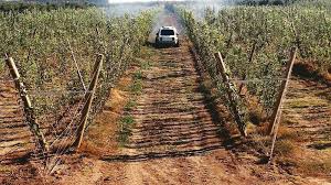 Trees need more water as they age. Preparing Soil Before Planting Is Key To Successful Root Growth Good Fruit Grower