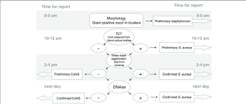 Disclosed Microbiology Gram Stain Flow Chart Lactose Gram