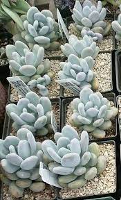 Pachyphytum Oviferum Moonstones Succulent Etsy Growing Irises Succulents Gardners