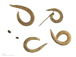 Image result for Astragalus atropilosulus