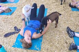 Discover floor plan options, photos, amenities, and our great location in corvallis. Goat Yoga Launching In Corvallis Original Goat Yoga Goat Happy Hour