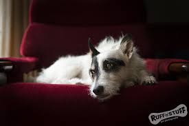 You know something is wrong when your dog refuses food, and this is one of the classic signs a dog is dying. How Does Lymphoma Kill A Dog