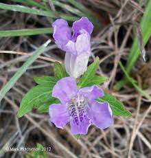 Image result for Dyschoriste albiflora