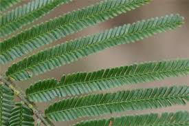 Image result for Acacia mearnsii