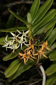 Image result for Cyrtorchis arcuata