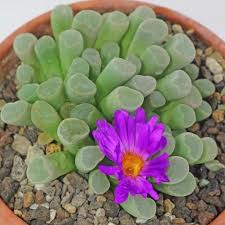 How to care for cereus cactus cereus cacti encompass more than 30 species of plants in the family cactaceae. Aizoaceae Mesembs Stone Plants Living Stones Succulents Cacti And Succulents Cactus House Plants
