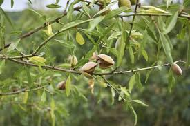 Full size picture of sweet almond bush, incense bush. Propagating Almonds From Cuttings Will Almond Cuttings Root In The Ground