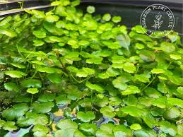 Image result for Hydrocotyle sibthorpioides