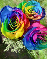 50 beautiful flower meanings that will surprise you. Six Flowers That Define Lgbtq Movement In History