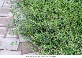 Image result for Polygonum aviculare