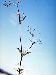 Image result for Boerhavia erecta