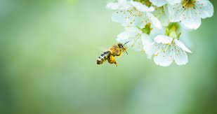 Maybe you would like to learn more about one of these? 7 Tips For Planting A Bee Friendly Garden In North Carolina Our State