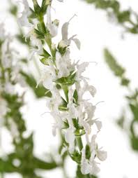 'may night' salvia is hardy in zones 4 to 8. Bluten Salbei Adrian Salvia Nemorosa Adrian Gunstig Online Kaufen