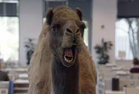 In the commercial of the camel for geico. Geico S Hump Day Ad Has Trended Every Wednesday Since Launch Unruly