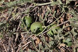 Image result for Acanthosicyos