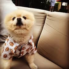 Oli And Lui Ayicikli Gomlegiyle Pati Cok Yakisikli Olmamis Mi Pati Znp Keremyaziciii Eliferlevent Kopekkiyafetleri Kopekaski Ko In 2020 Animals Dogs Instagram