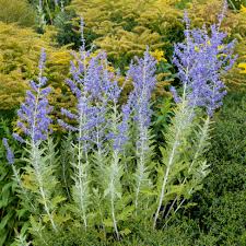 Image result for Perovskia atriplicifolia 'blue spire'