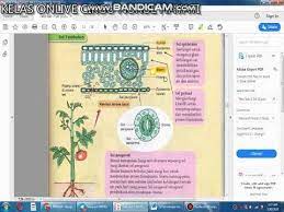 X menerangkan fungsi setiap bahagian daun. Keratan Rentas Daun Sel Tumbuhan Youtube