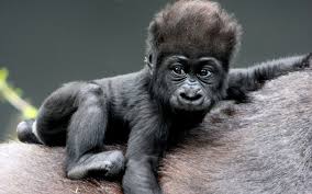 Your baby monkey stock images are ready. Free Download Monkey Baby Gorillas Hair Wallpaper 1920x1200 70734 Wallpaperup 1920x1200 For Your Desktop Mobile Tablet Explore 38 Baby Orangutan Wallpaper Baby Orangutan Wallpaper Orangutan Wallpapers Orangutan Wallpaper