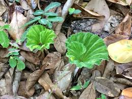 Image result for Nervilia kotschyi