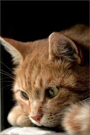 Pin By Mex Kutsal On All Things Bright Beautiful Orange Tabby Cats Pretty Cats Kittens