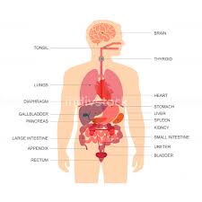This framework consists of many individual bones and cartilages. Human Body Anatomy Vector Medical Organs System Indivstock