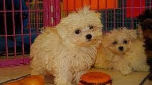 We did not find results for: Craigslist Maltese Pups For Sale 08 2021