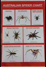Pin On Arachniphobia