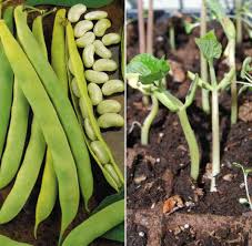 If you are concerned with bacteria, before using the sprouted beans in your food, blanch the sprouts in boiling water for a few seconds to kill yes, mung beans can be grown in moist soil as a plant. Beans Seed Germination Time Temperature Process Gardening Tips