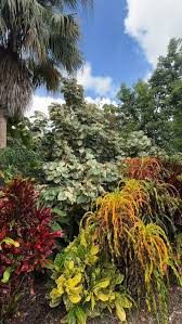 Image result for Fuirena sagittata