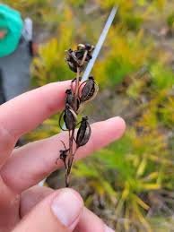 Image result for Rubus chapmanianus