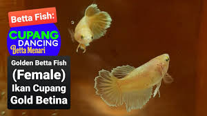 Warna ikan cupang , penjualcupang.com | jangan marah ya dengan judul yang admin buat,,,,,wk wk wk wk…cepet tua lho. Relaxing Video Ikan Cupang Gold Plakat The Golden Betta Fish Youtube