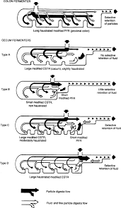How does a high cereal diet control satiety and food intake? Patterns Of Digesta Flow And Digestion In Foregut And Hindgut Fermenters Sciencedirect