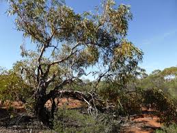Image result for Eucalyptus sp.