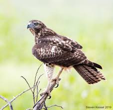 Here he is after only 6 weeks of training. Red Tailed Hawk Juvenile Seeking Relief From The Heat Sonoran Images