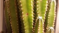 The fairy castle cactus is a variety which branches out from an early age, thus giving it a bushy and full appearance. Help Please My Fairy Castle Cactus Has Brown Spots Fungus