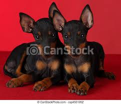 It only barks in times of danger. Two Manchester Terrier Puppies Laying Down On Red Background Canstock