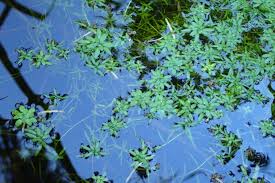 Image result for Callitriche