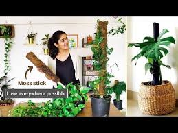 It doesn't need fertilizer or much water to grow moss makes a great addition to any garden, but it can also be grown indoors if you do not have stick toothpicks into the moss to keep the large sheets in place. This Is Why I Use Moss Stick How To Use And Why Youtube Monstera Plant Plants Indoor Plants