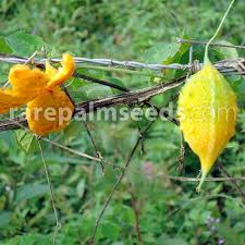 Image result for Momordica parvifolia