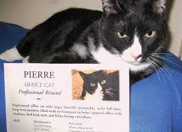 Pierre Is An Experienced Office Cat Looking For A Job On Linkedin Office Cat Cats Social Media